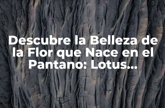 Descubre la Belleza de la Flor que Nace en el Pantano: Lotus Nelumbo
