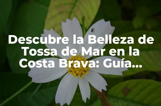 Descubre la Belleza de Tossa de Mar en la Costa Brava: Guía Completa