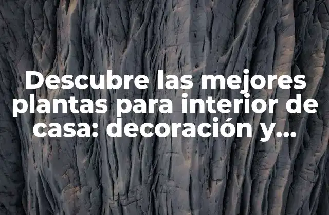 Descubre las Mejores Plantas para Interior de Casa: Decoración y Beneficios para Tu Hogar