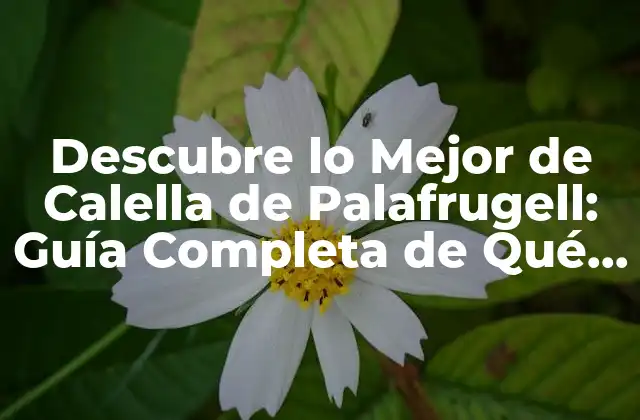 Descubre Lo Mejor de Calella de Palafrugell: Guía Completa de Qué Ver y Hacer