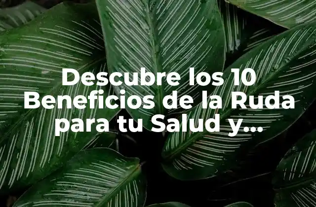 Descubre los 10 Beneficios de la Ruda para Tu Salud y Bienestar