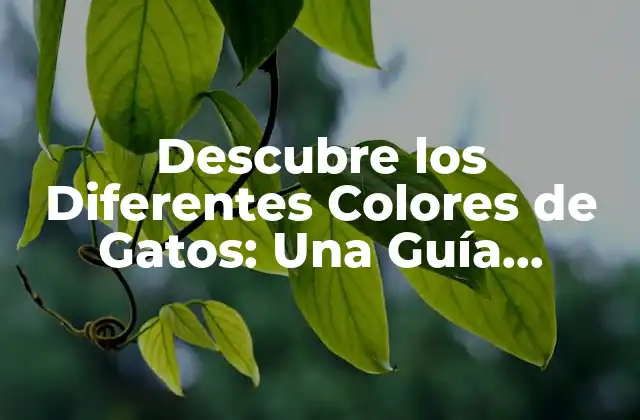Descubre los Diferentes Colores de Gatos: una Guía Completa