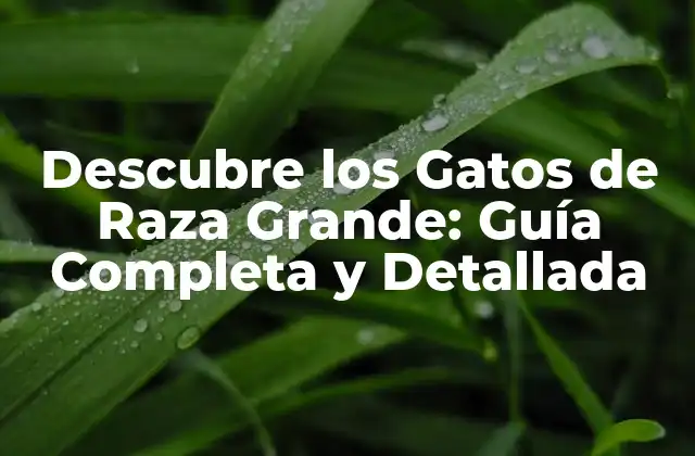 Descubre los Gatos de Raza Grande: Guía Completa y Detallada