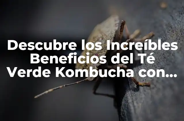 Descubre los Increíbles Beneficios Del Té Verde Kombucha con Jengibre y Limón