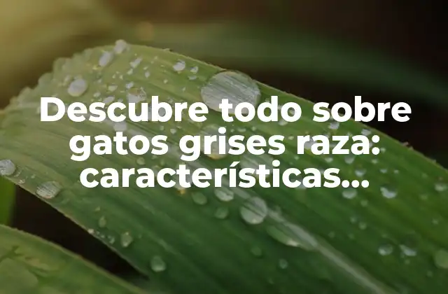 Descubre Todo sobre Gatos Grises Raza: Características, Cuidado y Más