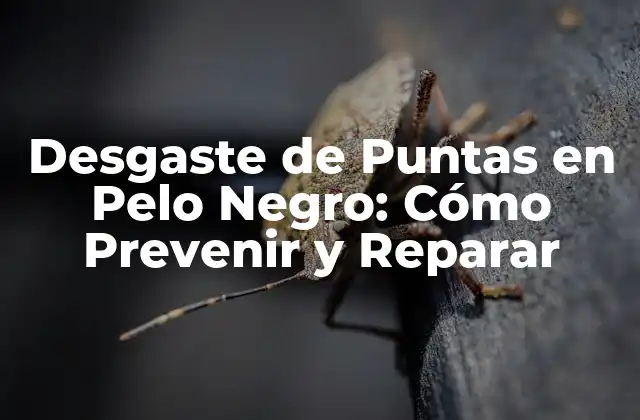 Desgaste de Puntas en Pelo Negro: Cómo Prevenir y Reparar