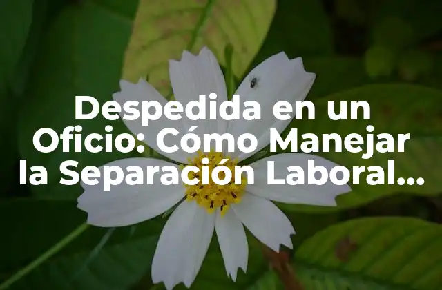 Despedida en un Oficio: Cómo Manejar la Separación Laboral de un Empleado