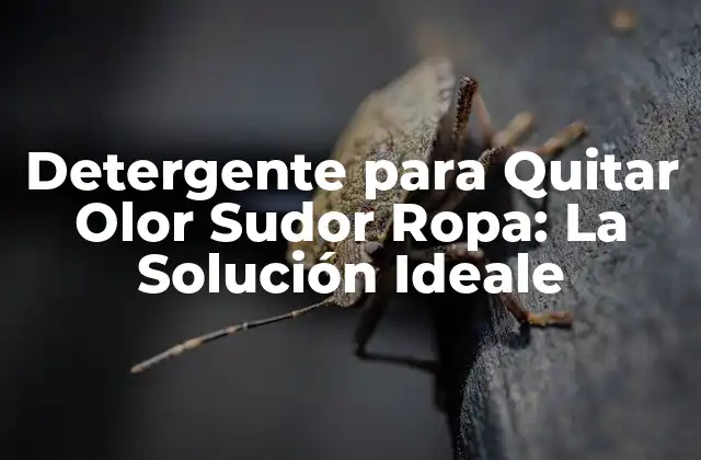 Detergente para Quitar Olor Sudor Ropa: la Solución Ideale