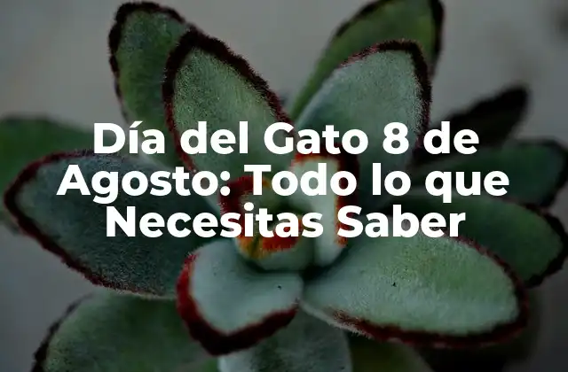 Día Del Gato 8 de Agosto: Todo Lo que Necesitas Saber