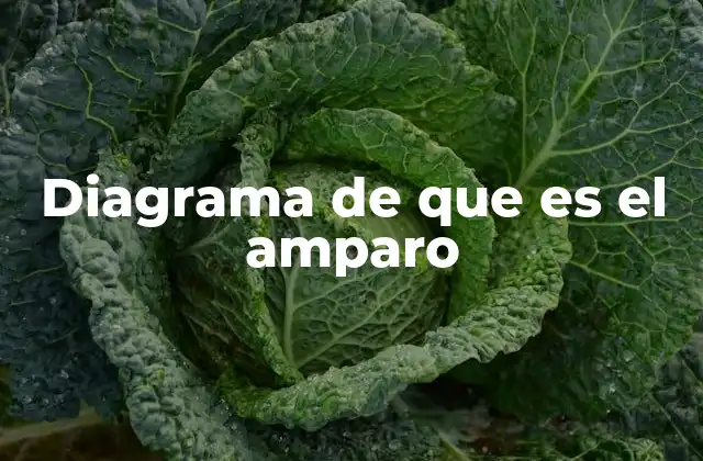 Diagrama de que es el Amparo