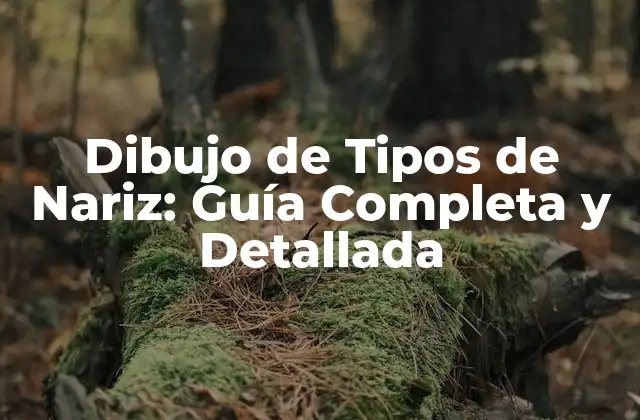 Tipos de Nariz: Clasificación y Características