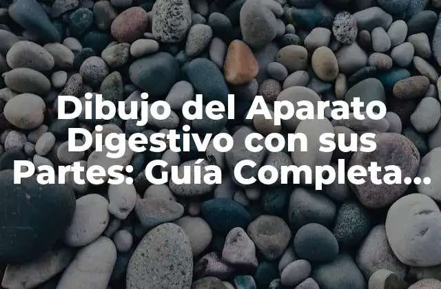 Dibujo Del Aparato Digestivo con Sus Partes: Guía Completa y Detallada