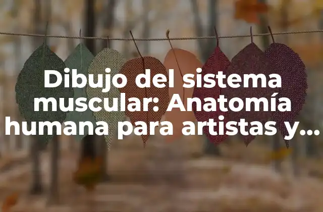 Dibujo Del Sistema Muscular: Anatomía Humana para Artistas y Estudiantes