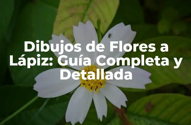 ¿Qué es Necesario para Dibujar Flores a Lápiz?