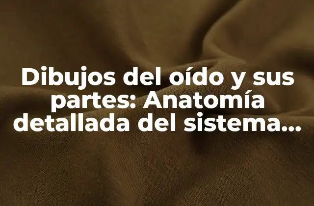 Dibujos Del Oído y Sus Partes: Anatomía Detallada Del Sistema Auditivo