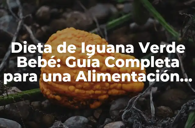 Dieta de Iguana Verde Bebé: Guía Completa para una Alimentación Saludable