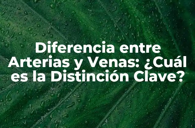 Diferencia entre Arterias y Venas: ¿cuál es la Distinción Clave?
