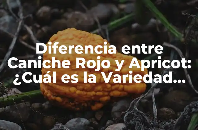 Diferencia entre Caniche Rojo y Apricot: ¿cuál es la Variedad Ideal para Ti?