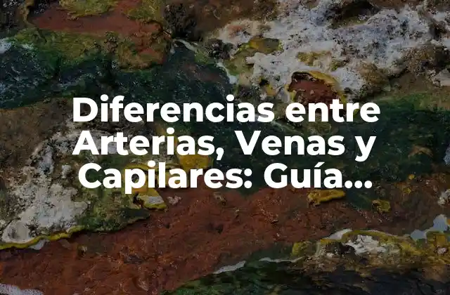 Diferencias entre Arterias, Venas y Capilares: Guía Completa