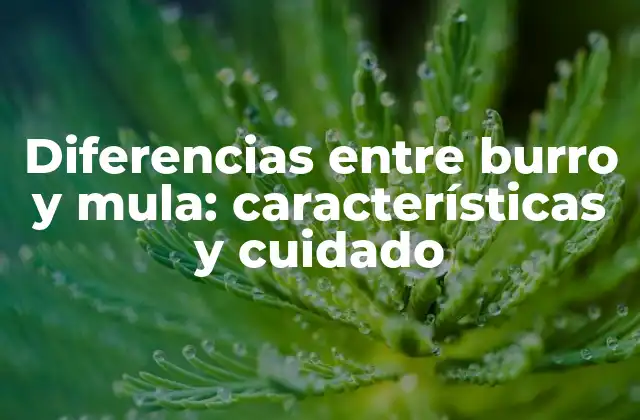 Diferencias entre Burro y Mula: Características y Cuidado