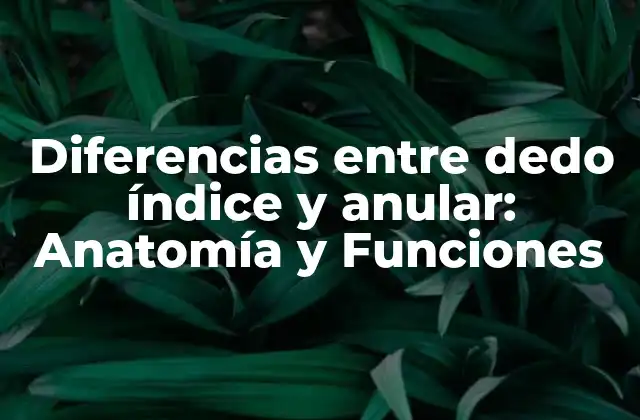 Diferencias entre Dedo Índice y Anular: Anatomía y Funciones