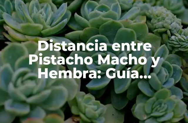 Distancia entre Pistacho Macho y Hembra: Guía Completa para el Éxito en el Cultivo