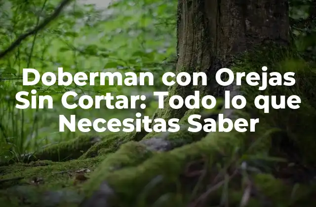 Doberman con Orejas sin Cortar: Todo Lo que Necesitas Saber 2 Historia de la Corte de Orejas en Doberman