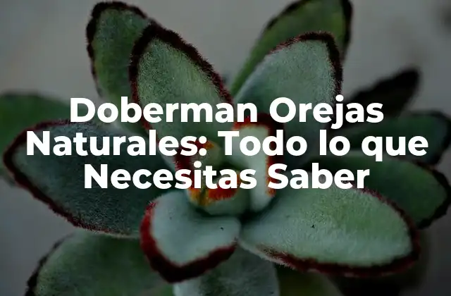 Doberman Orejas Naturales: Todo Lo que Necesitas Saber