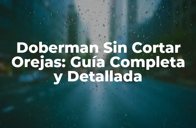 Doberman sin Cortar Orejas: Guía Completa y Detallada