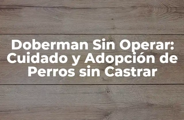 Doberman sin Operar: Cuidado y Adopción de Perros sin Castrar