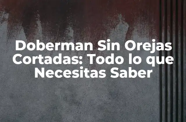Doberman sin Orejas Cortadas: Todo Lo que Necesitas Saber