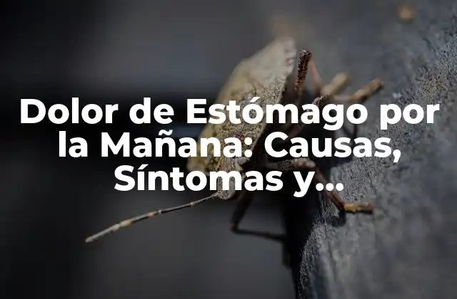 Dolor de Estómago por la Mañana: Causas, Síntomas y Tratamientos