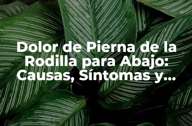 Dolor de Pierna de la Rodilla para Abajo: Causas, Síntomas y Tratamientos
