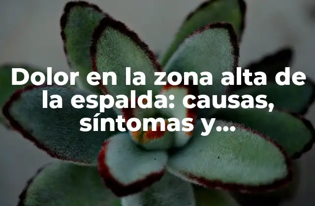 Dolor en la Zona Alta de la Espalda: Causas, Síntomas y Tratamientos Efectivos