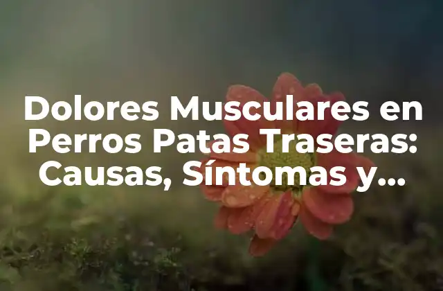 Dolores Musculares en Perros Patas Traseras: Causas, Síntomas y Tratamiento
