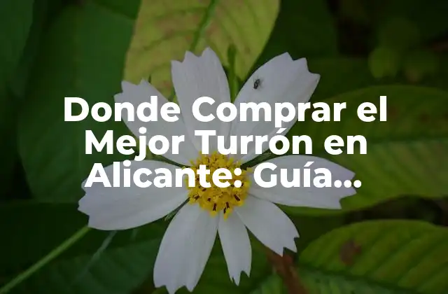 Donde Comprar el Mejor Turrón en Alicante: Guía Completa