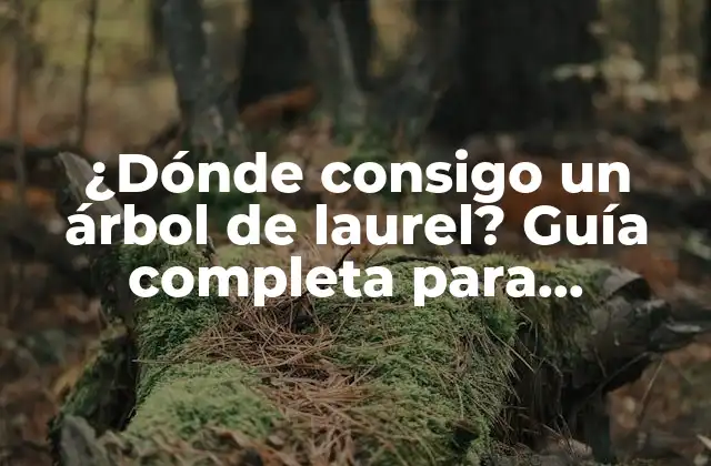 ¿dónde Consigo un Árbol de Laurel? Guía Completa para Encontrar el Árbol Perfecto