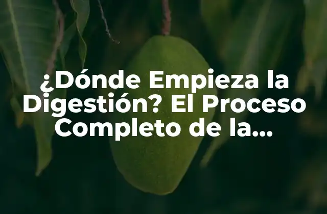 ¿dónde Empieza la Digestión? el Proceso Completo de la Digestión Humana