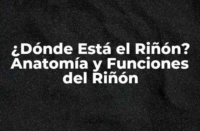 ¿dónde Está el Riñón? Anatomía y Funciones Del Riñón