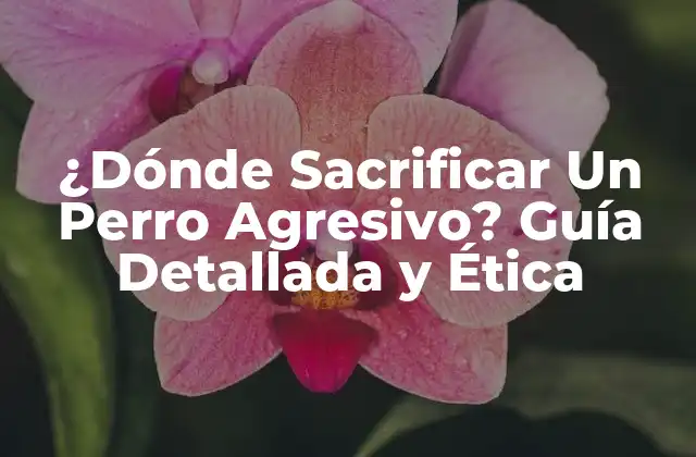 ¿dónde Sacrificar un Perro Agresivo? Guía Detallada y Ética