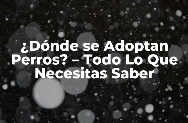 ¿dónde Se Adoptan Perros? – Todo Lo que Necesitas Saber