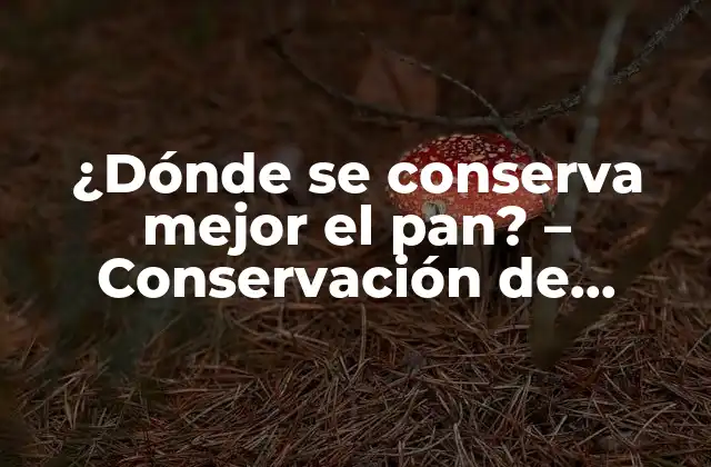 ¿dónde Se Conserva Mejor el Pan? – Conservación de Panperfecta