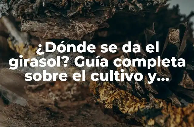 ¿dónde Se Da el Girasol? Guía Completa sobre el Cultivo y Producción de Girasoles