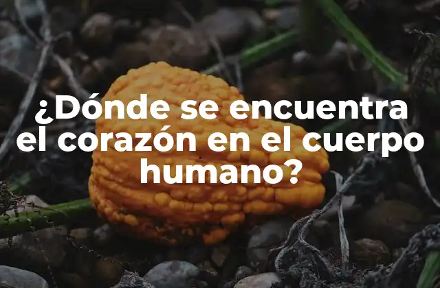 ¿dónde Se Encuentra el Corazón en el Cuerpo Humano?