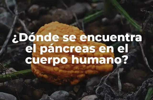 ¿dónde Se Encuentra el Páncreas en el Cuerpo Humano?