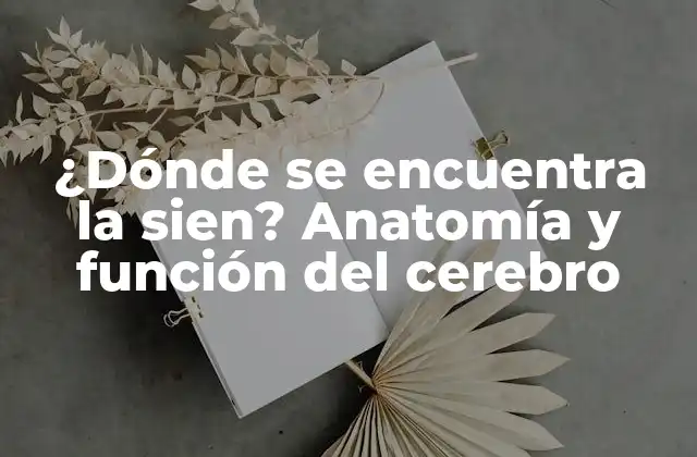 ¿dónde Se Encuentra la Sien? Anatomía y Función Del Cerebro