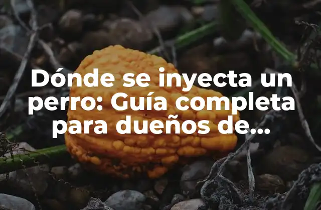 Dónde Se Inyecta un Perro: Guía Completa para Dueños de Mascotas