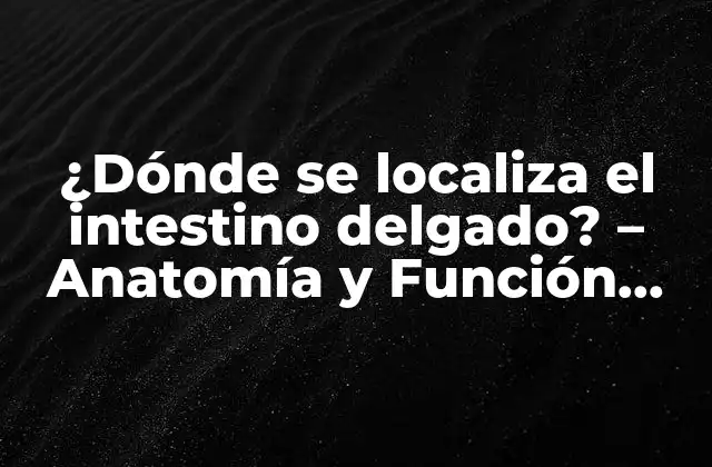 ¿dónde Se Localiza el Intestino Delgado? – Anatomía y Función Del Intestino Delgado