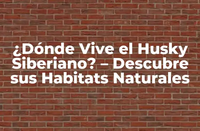 ¿dónde Vive el Husky Siberiano? – Descubre Sus Habitats Naturales