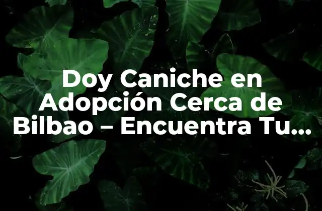 Doy Caniche en Adopción Cerca de Bilbao – Encuentra Tu Nuevo Mejor Amigo